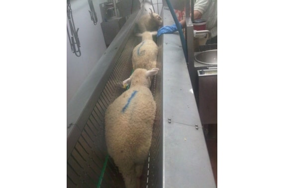 Pneumatic restrainer for sheep BLASAU